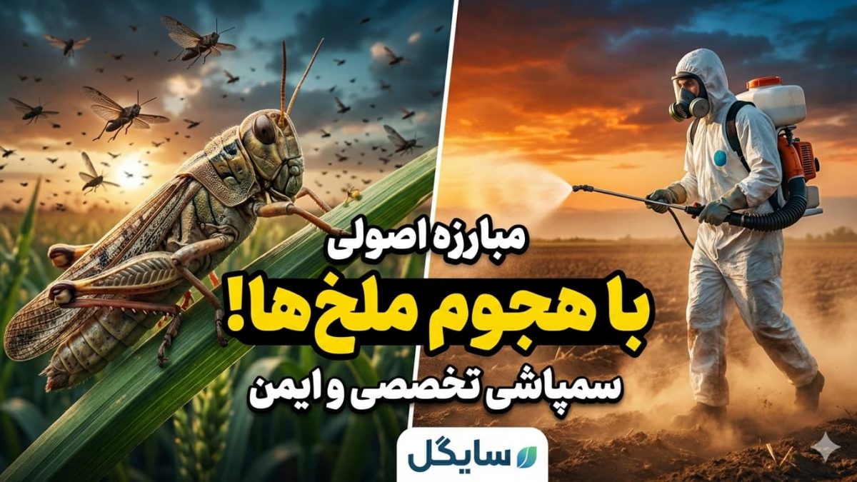 ملخ‌ها و روش‌های اصولی سمپاشی