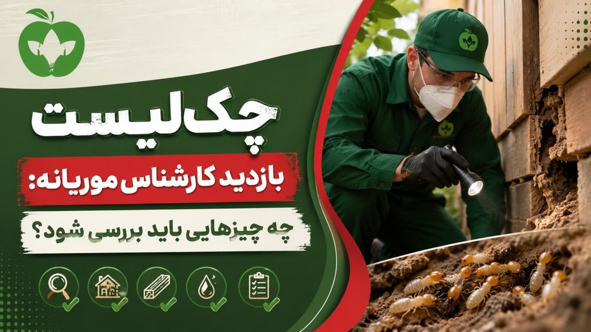 چک‌لیست بازدید کارشناس موریانه: چه چیزهایی باید بررسی شود؟ 