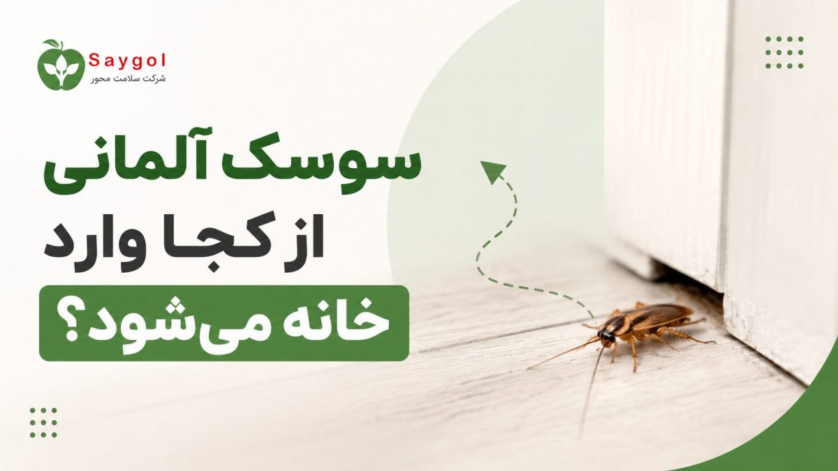 سوسک آلمانی از کجا وارد خانه می‌شود؟ + راهکارهای قطعی نابودی