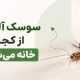سوسک آلمانی از کجا وارد خانه می‌شود؟ + راهکارهای قطعی نابودی