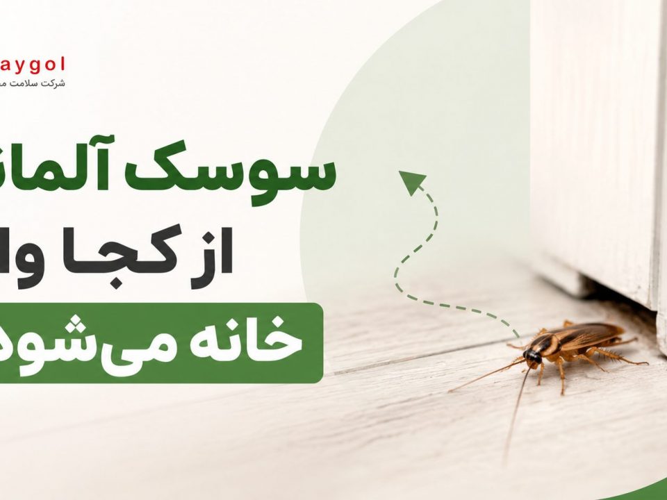 سوسک آلمانی از کجا وارد خانه می‌شود؟ + راهکارهای قطعی نابودی